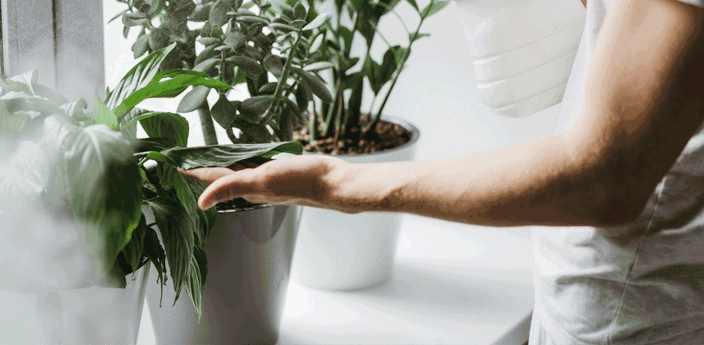 Fathers-Day-Plants-Gift-Delivery