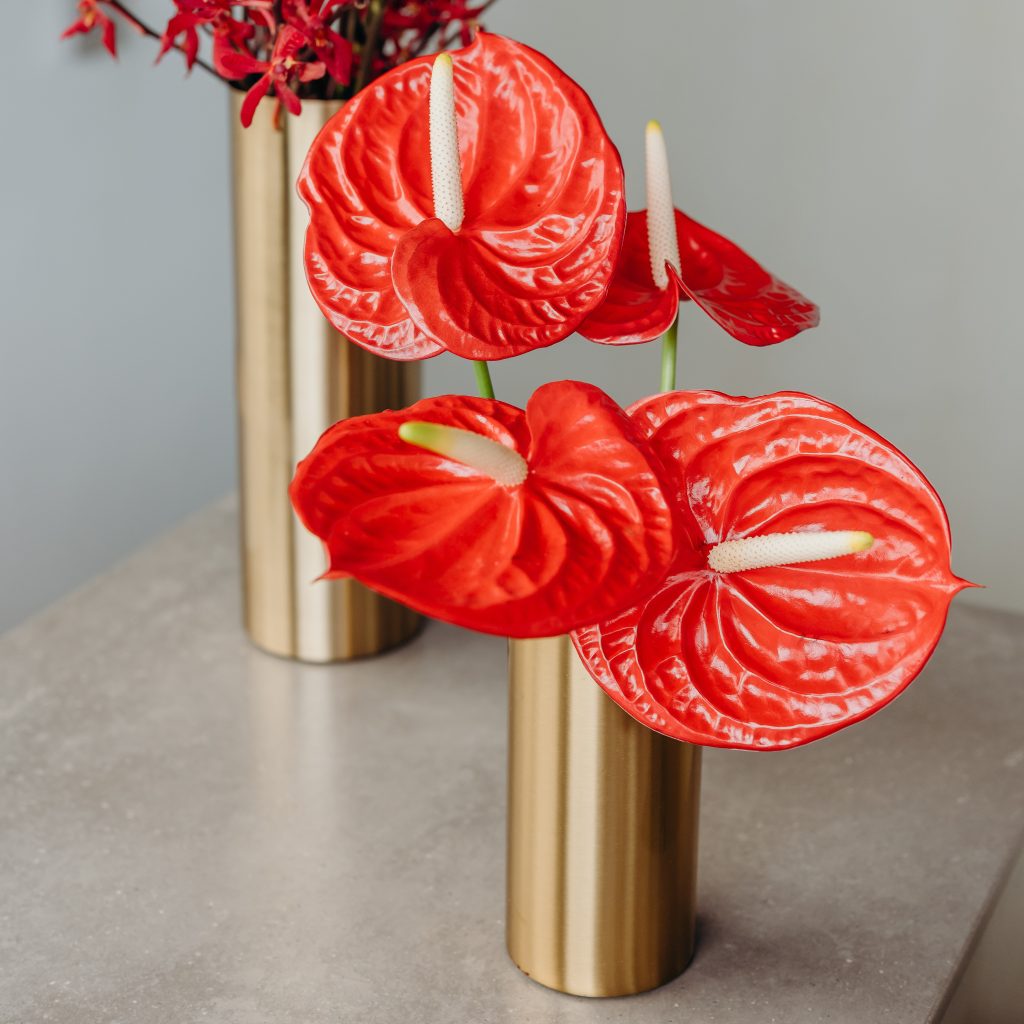 Anthurium