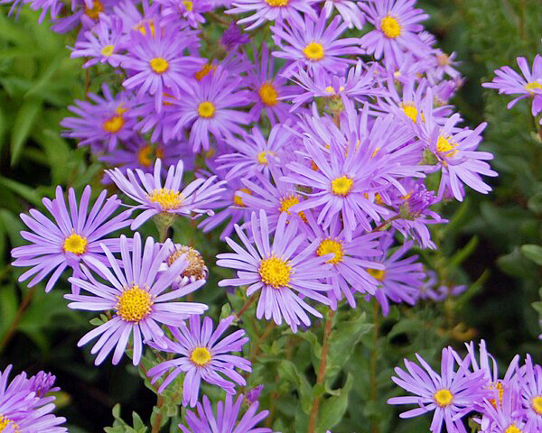 Aster Flowers