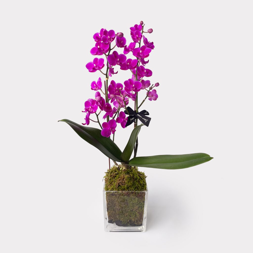 Bundle of Love Orchid Set