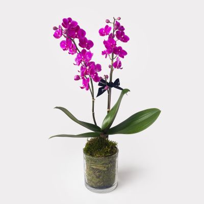 Mother's Day Bundle of Love Orchid Set Mr Bucket BonBons