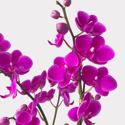 Bundle of Love Orchid Set
