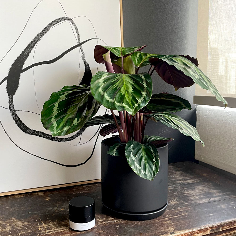 Calathea-with-Candle