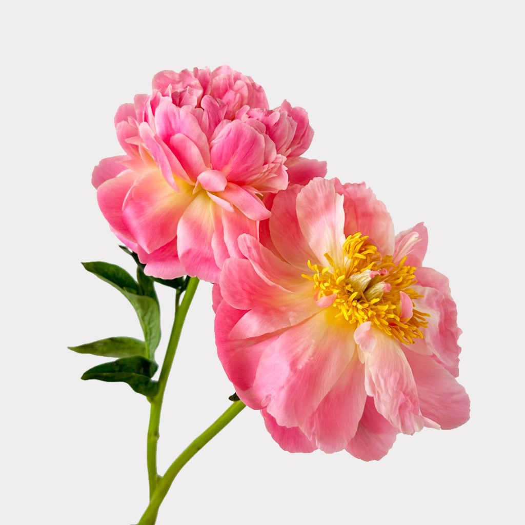 Coral Sunset Peony