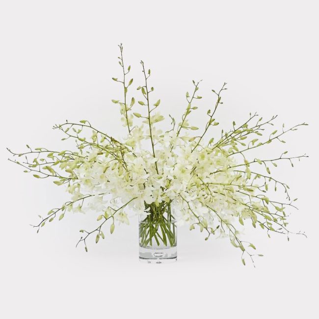 Dendrobium White Orchids