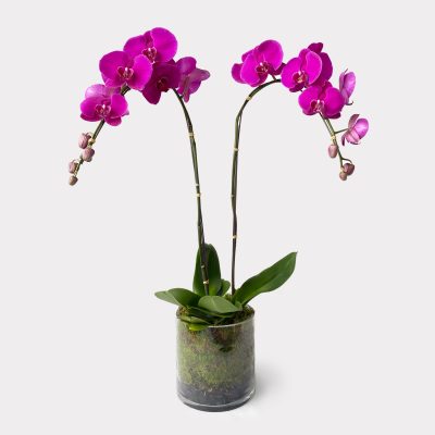 Double Happiness Orchid
