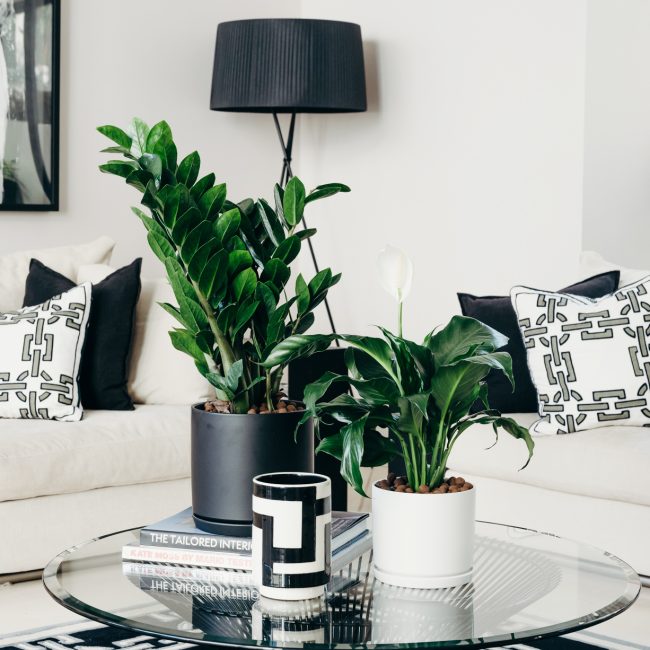 Emerald Palm Plant