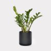 Emerald Palm Black