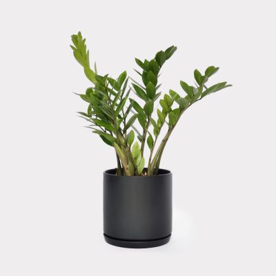 Emerald Palm Black
