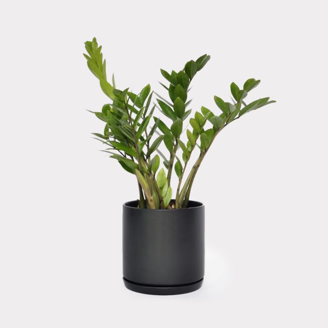 Emerald Palm Black