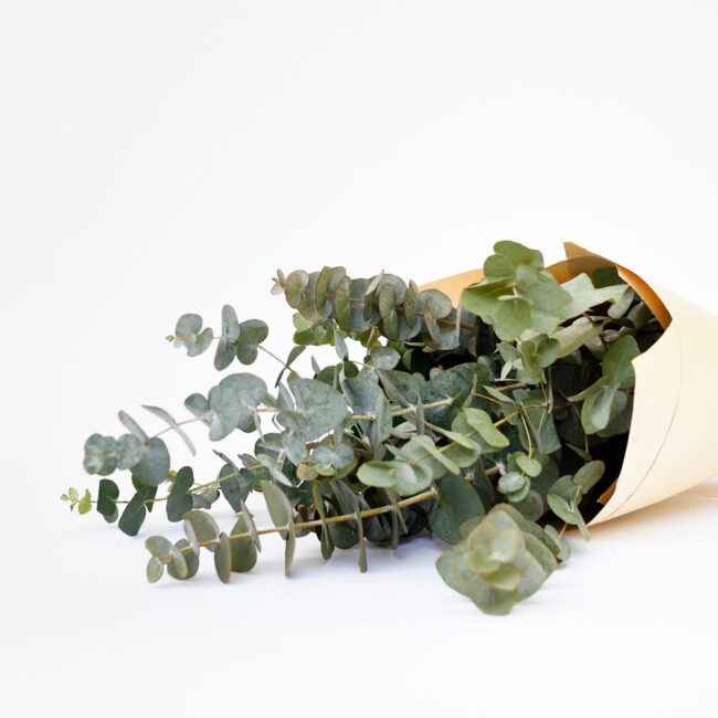 Eucalyptus