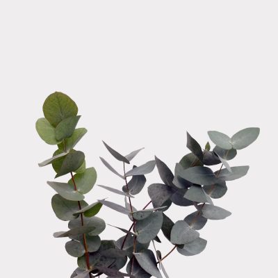 Eucalyptus Single Variety