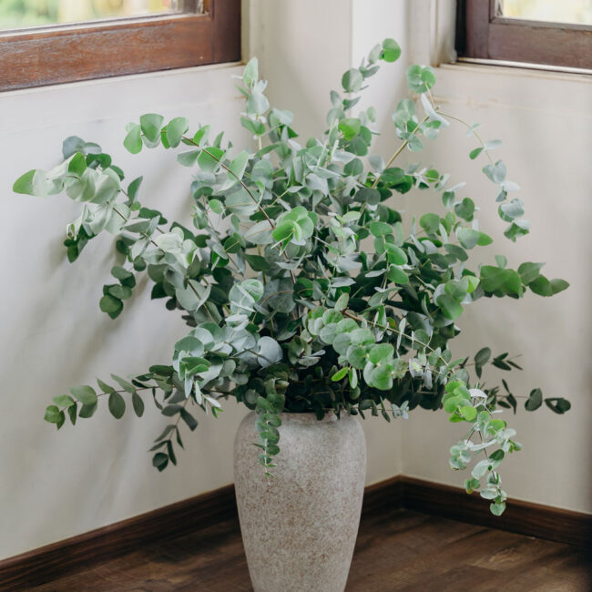 Eucalyptus