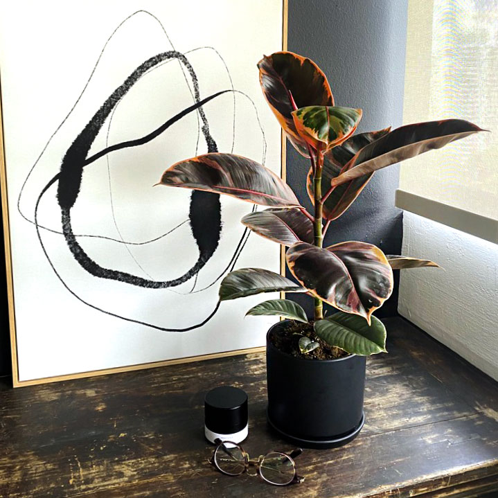 Ficus-Elastica-Rubber-Plant-Ruby
