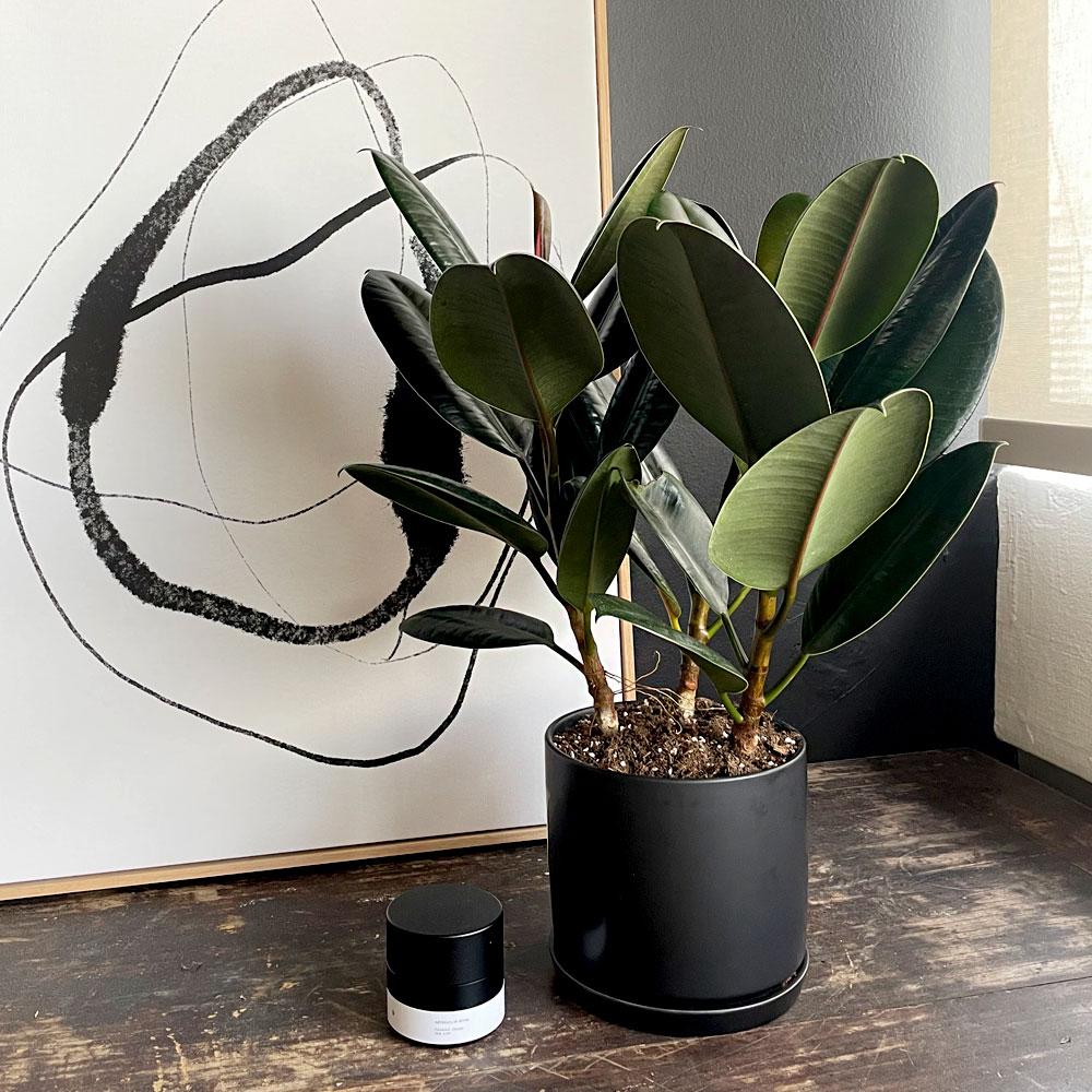 Ficus-with-candle
