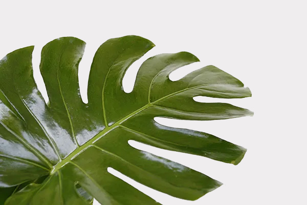 Foliage Single Variety Banner