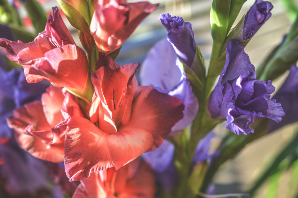 Gladiolus-August-Birth-Flower