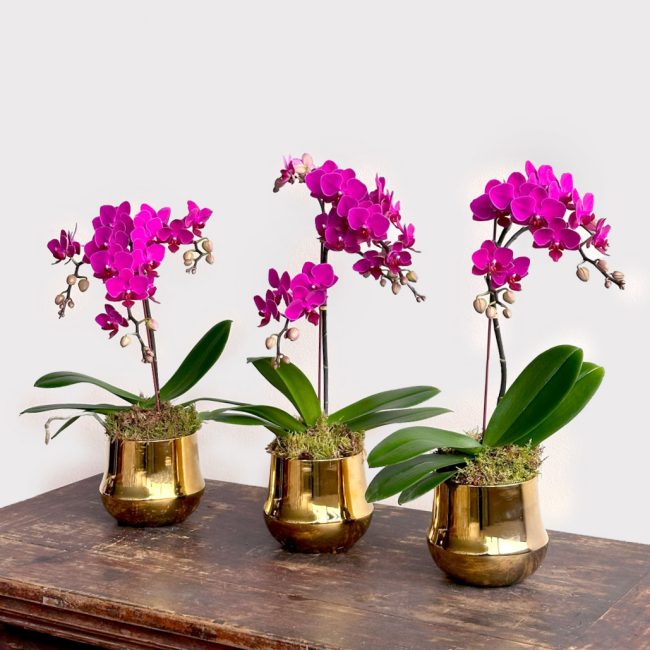 Gold Nugget Orchid