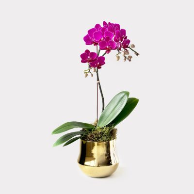 Gold Nugget Orchid Plant