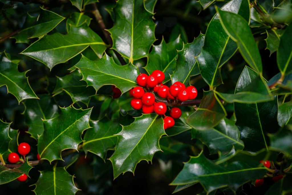 Holly Red Berries