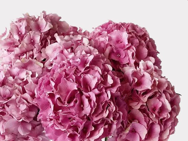 Hydrangeas Single Variety Banner