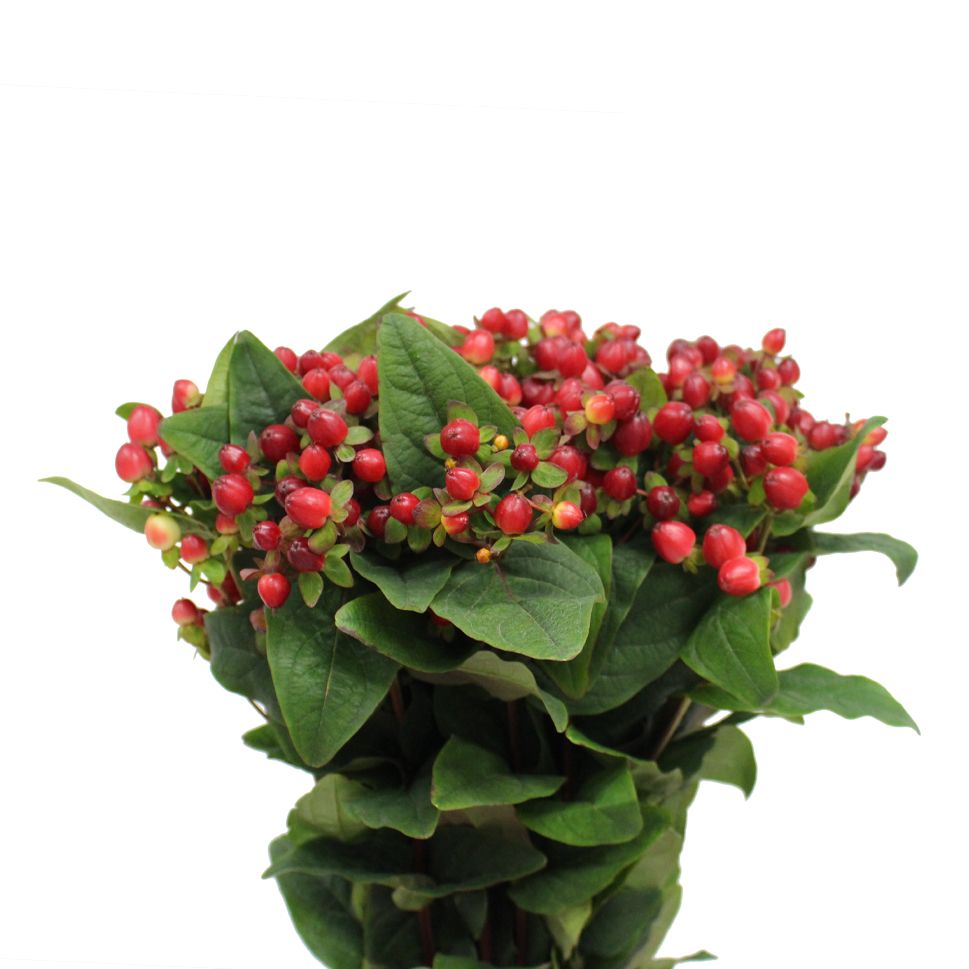 Hypericum