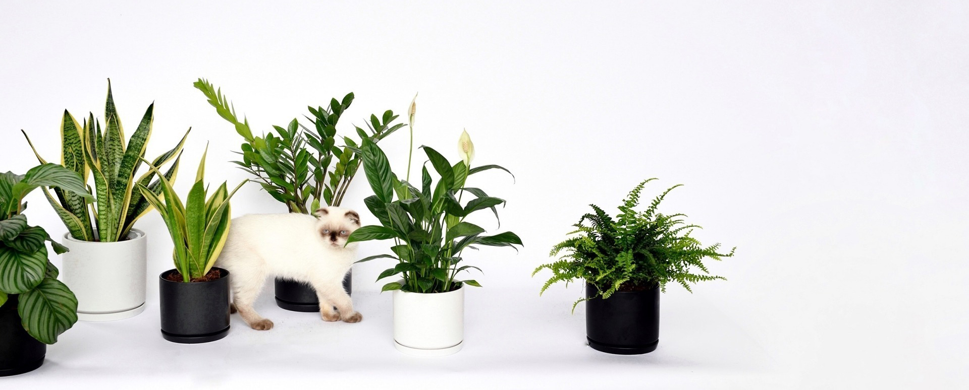 Indoor Plants Same Day Delivery Banner