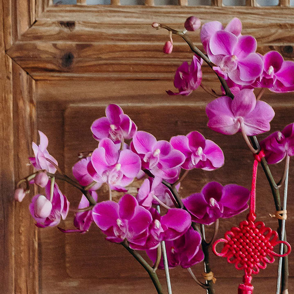 Longevity-Orchid-Chinese-New-Year-Plant-Close
