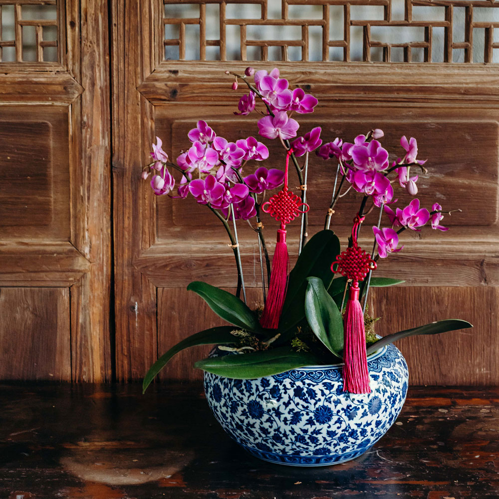 Longevity-Orchid-Chinese-New-Year-Plant