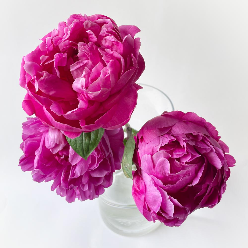 Magenta-Purple-Peonies-Single-Variety