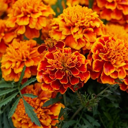 Marigolds