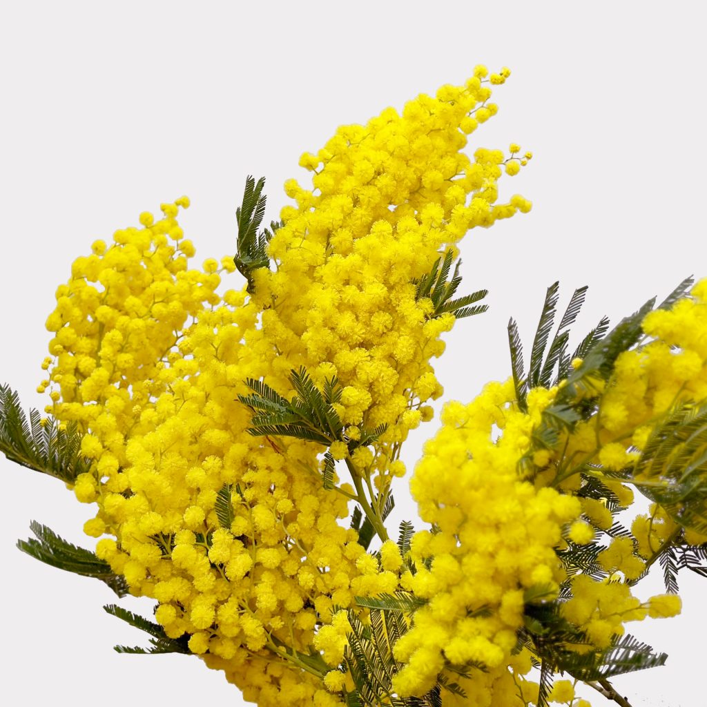 Yellow Mimosa
