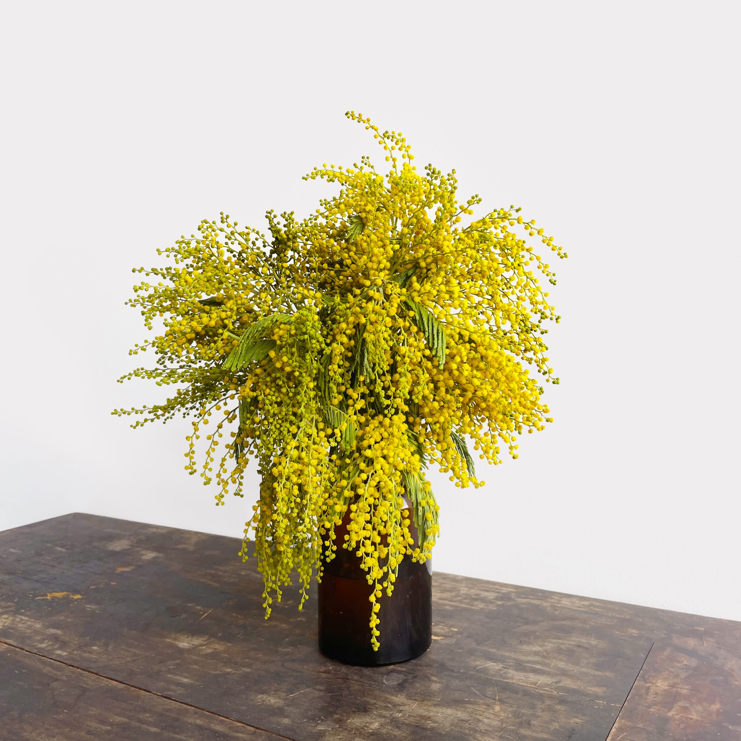 Yellow Mimosa In A Jar
