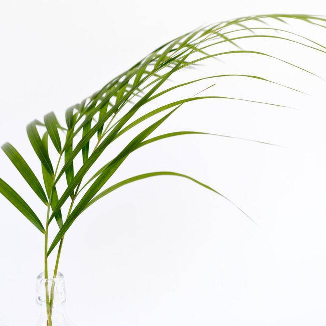 Palm Leaf Foliage
