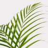Palm Single Variety