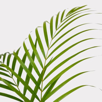 Palm Single Variety