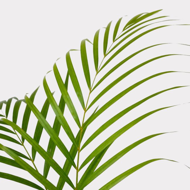 Palm Single Variety