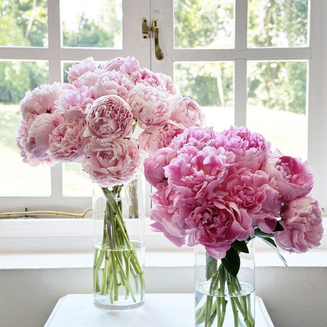 Pink Peony Single Variety