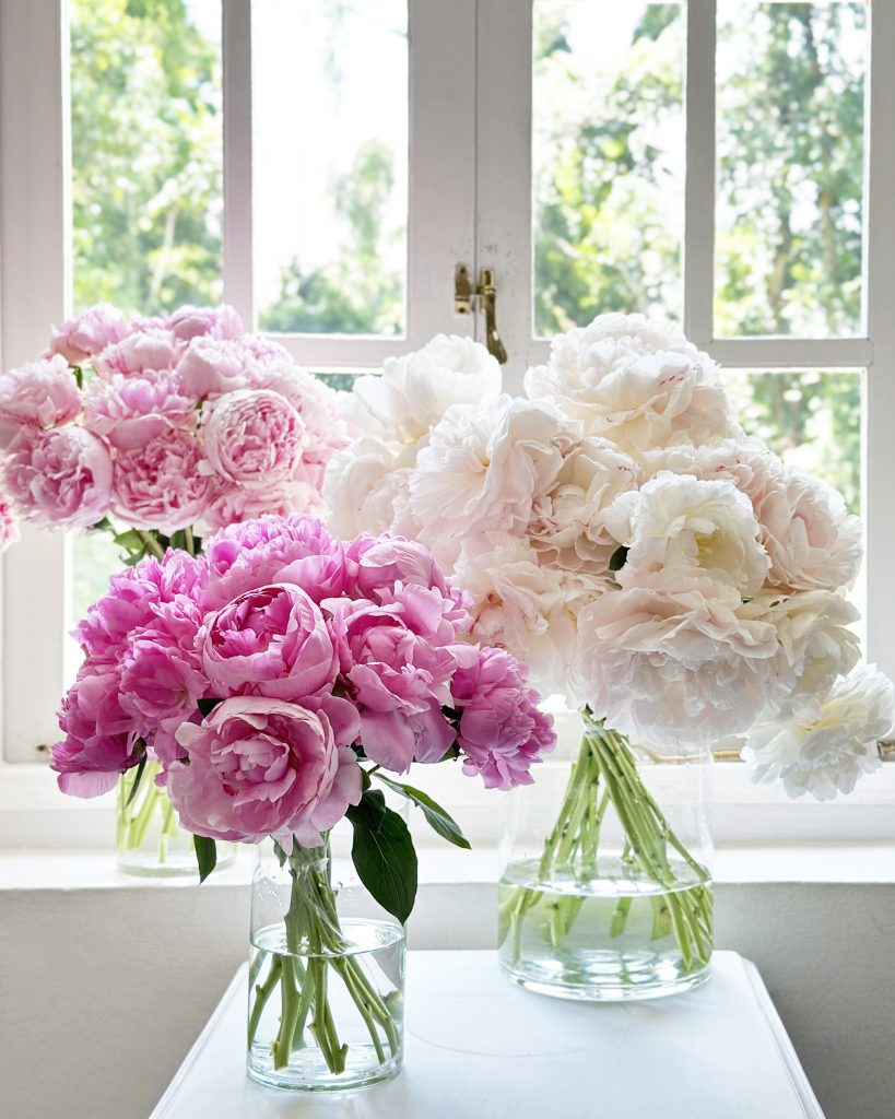 Peony Single Variety Market Style