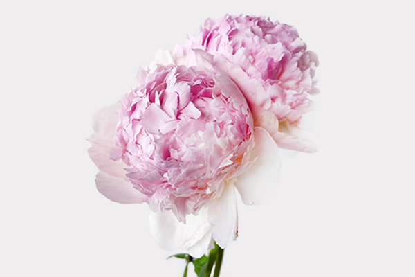 Peony Single Variety Market Style Banner