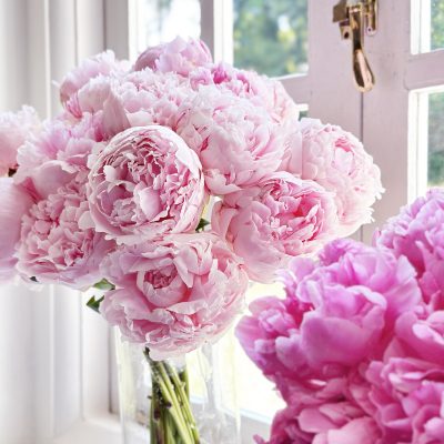 Pink Peony Single Variety Market Style