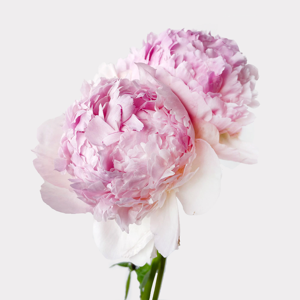 Pink Peony Single Variety Market Style