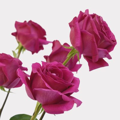 Pink Roses Single Variety
