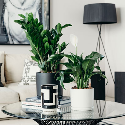 Plants-on-table