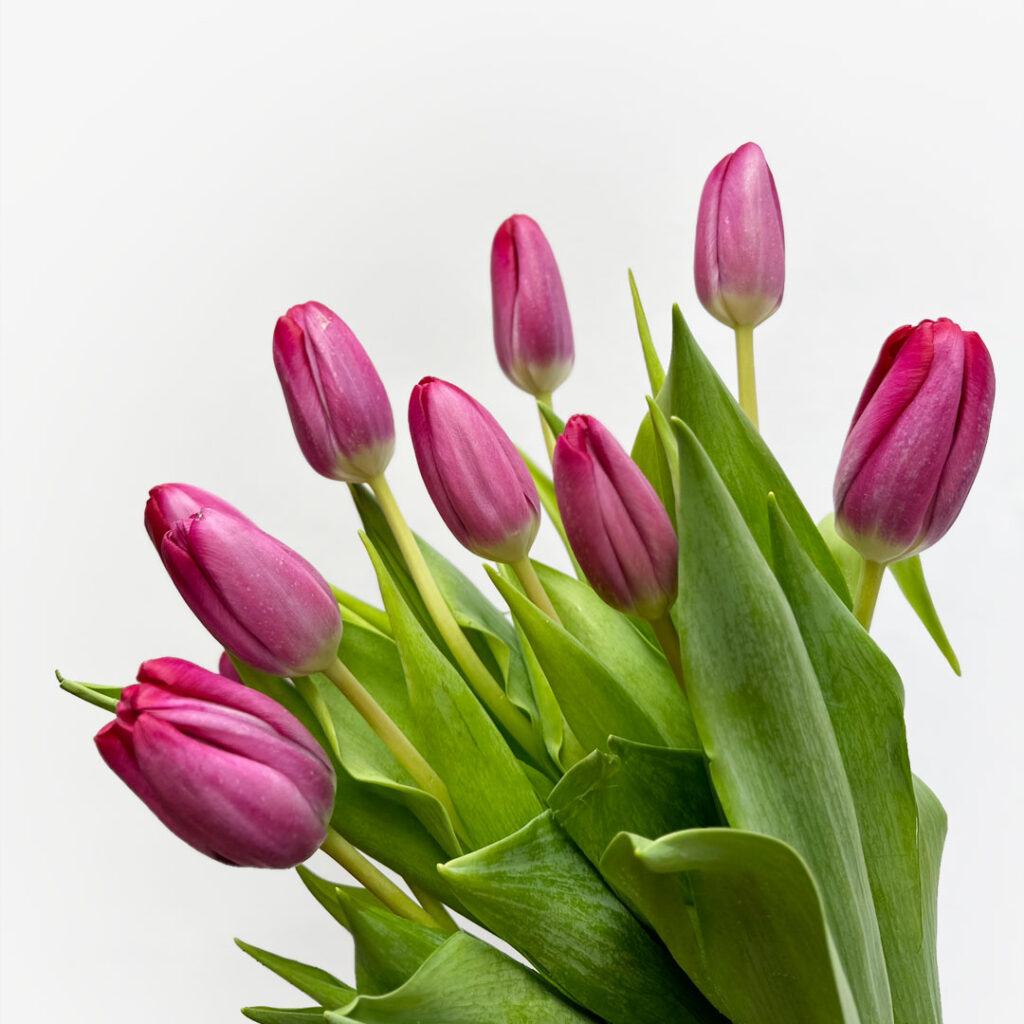Plum-Tulips-Single-Variety-Tulips