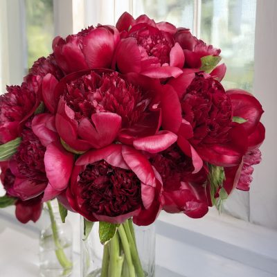Red Peony Single Variety
