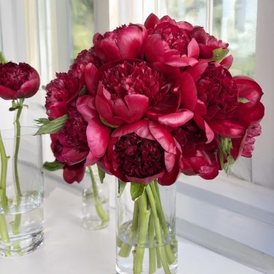 Red Peony Single Variety