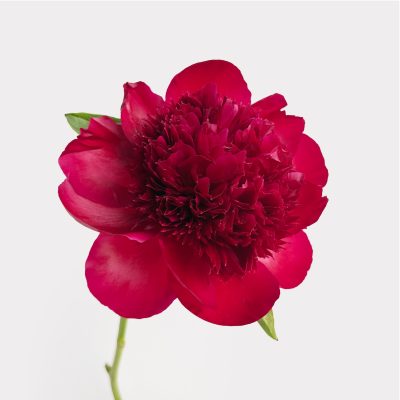 Red Peony Single Variety