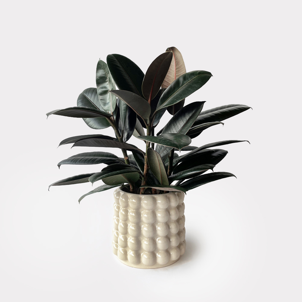 Rubber Plant Bubble Pot