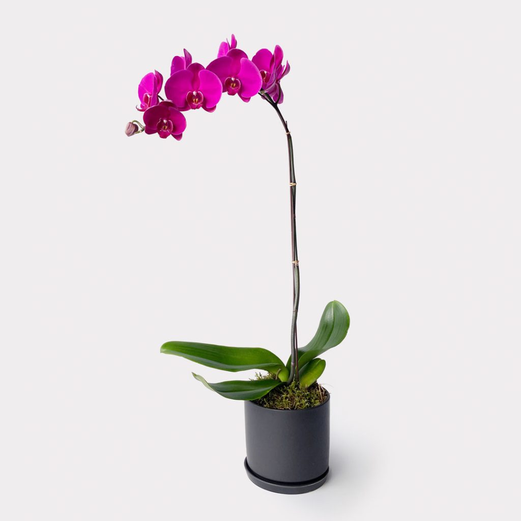 Singapore Dream Purple Orchid in Black Pot